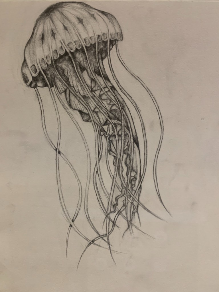 Jellyfish graphite drawing